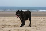 CANE CORSO 844